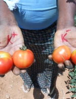 Effect of potash on tomatoes at demo plots in Bochupalli village