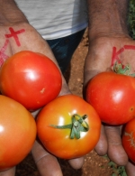 Effect of potash on tomatoes at demo plots in Narayanapuram village