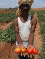 Effect of potash on tomatoes at demo plots in Narayanapuram village