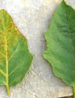 Brinjal K deficiency in without K plots and no def in +K plots, Durg, CG, April 2014