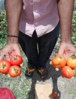 Effect of potash on tomatoes at demo plots in Garudapuram village