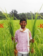 Farmer with+K and -K Rice Plant at Vill Morsand Block Runnisaidpur District, Sitamarhi, Bihar - 14 Sept 2014