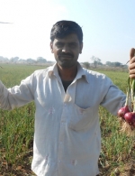 Maharashtra MOP onion Harvesting Result