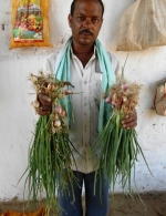 Onion-K deficiency in without K plots and no def in +K plots, Durg, CG, April 2014