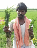 Rice-demoplot-Gorebal-Tq-Sindhanur-Dist-Raichur-Karnataka-sept-2014