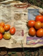 Tomato-K effect, Durg, CG, April 2014