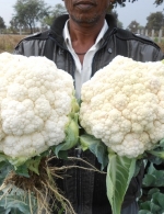 Cauliflower with +K and Without -K in village Bhathari, Chhattisgarh