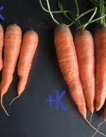 Carrot grown with and without applied potash (K)