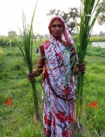 Rice response to Rice on a demonstration plot in Khadda Kushinagar