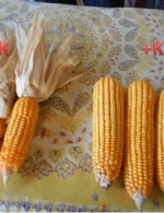 maize Bihar