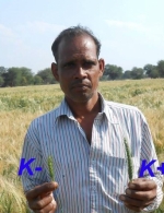 response of wheat to Potash, VDhariyakhedi village,  Mandsaur district MP