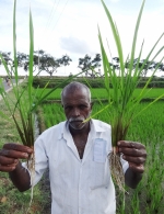 rice crop response to potash Karnataka