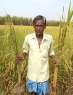 Demonstration of rice crop response to Potash in Nadia, West Bengal