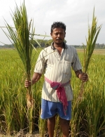 Demonstration of response of rice crop to Potash