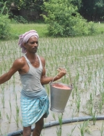 Application of MOP in rice demonstration plot, Dumra, Sitamarhi, Bihar