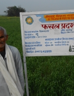 Wheat demo plot in Bihar, India