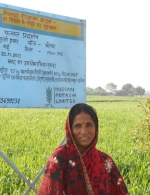 Wheat demo plot in Bihar, India