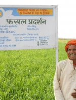 Wheat demo plot in Bihar, India