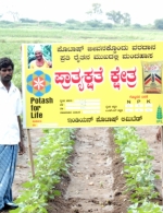 Cotton demo plot, Kolur Bellary, Karnataka, India