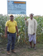 Farmer Mr Sanjai Kumar with Mr Ved Prakash Singh Jr Agronomist PFL Demo Field Maize Crop Kumharsho Begusarai Bihar