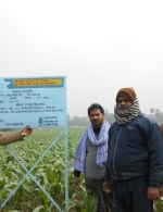 Maize demo plot in Bihar, India