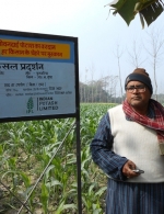 Maize demo plot in Bihar, India