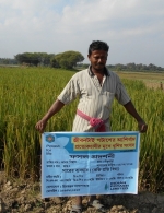 Rice demonstration plot in Nadia district, West Bengal