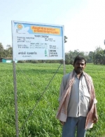 Wheat demo plot, Bihar, India