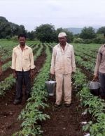 Application of MOP to tomato crop Maharashtra