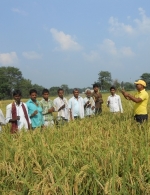 Field day on rice crop Parmanandpur, Vaishali Bihar 27 Oct 2014 a