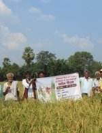 Field day on rice crop, Parmanandpur, Vaishali, Bihar