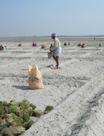 The Basal application in Onion Field by Farmer during Sowing time Vaishali Bihar