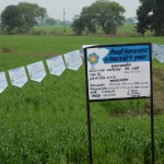 Potash 4 Life - Demonstration plots