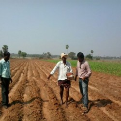 Farmer applying potash to a field