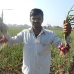 Maharashtra MOP onion - Success story