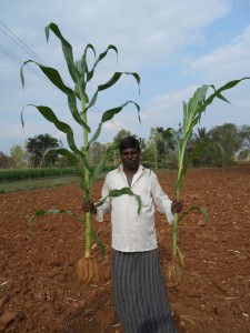 “I discovered that using potash in my field is beneficial and also  profitable” Siddaswami