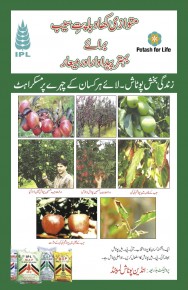 Apple leaflet for the Kashmir region