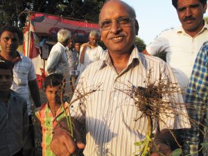 Dr Bansal with soyabean plants with better roots from potash application.