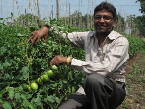 Prakash Bodke, tomato farmer and host of Potash for Life demonstration plot who explains the benefits to yield, quality and plant health from using potash.