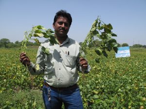 Anirud Namdev, Potash for Life agronomist Madhya Pradesh, with sample plants from the demonstration plot showing better growth (right) with use of potash fertilizer.